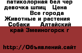 патиколорная бел/чер девочка шпиц › Цена ­ 15 000 - Все города Животные и растения » Собаки   . Алтайский край,Змеиногорск г.